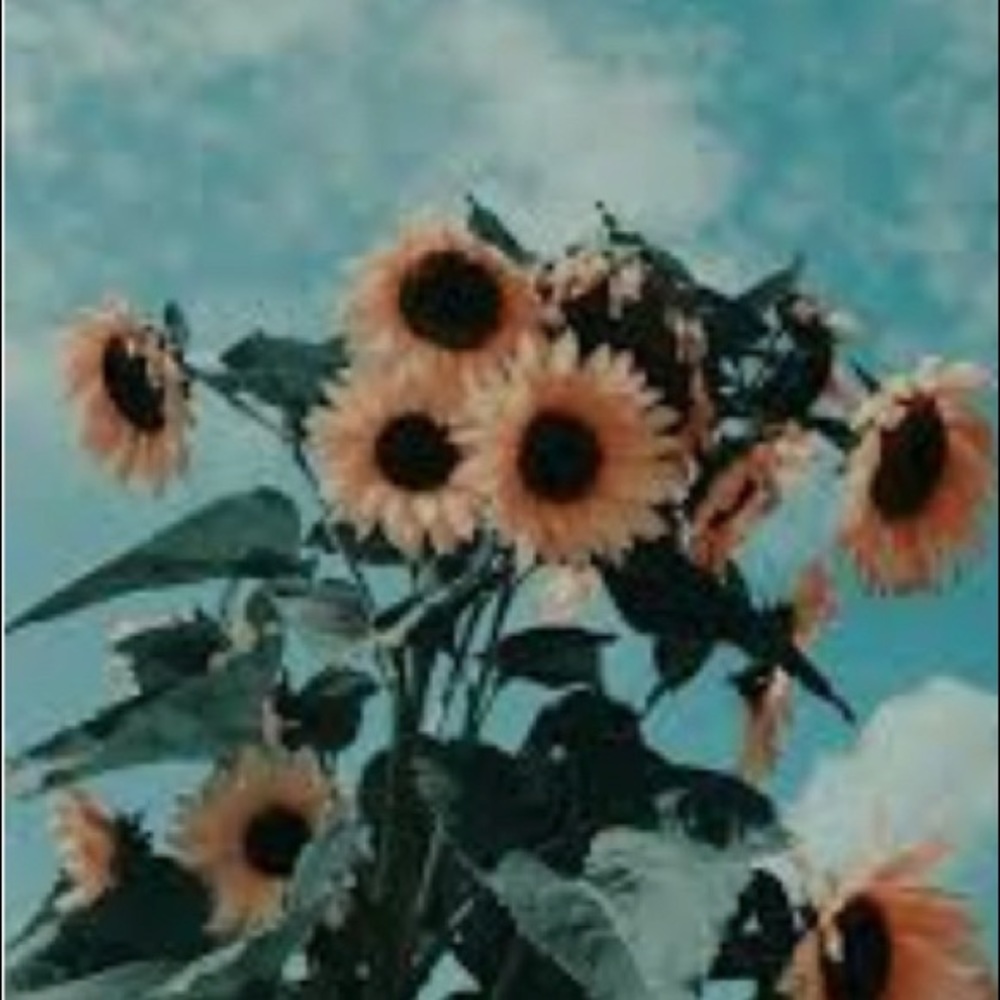 Meet your Posher, Lilli